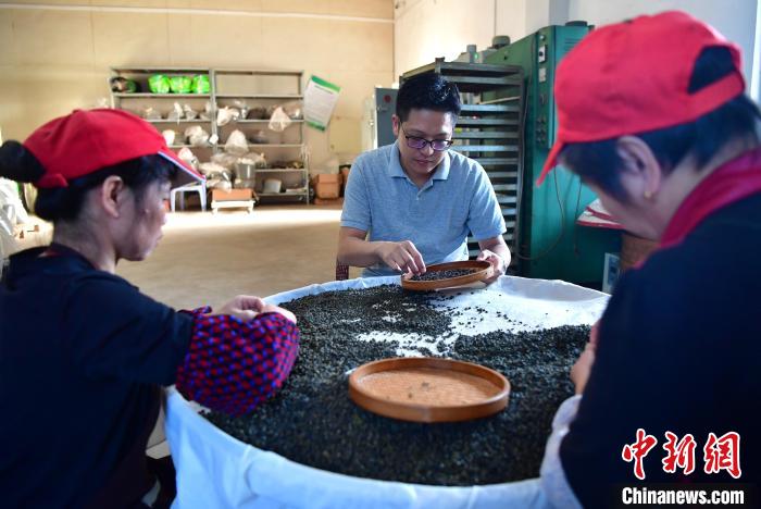 圖為張?jiān)涝谏a(chǎn)車間內(nèi)與工人一起查看茶葉品質(zhì)?！埍?攝